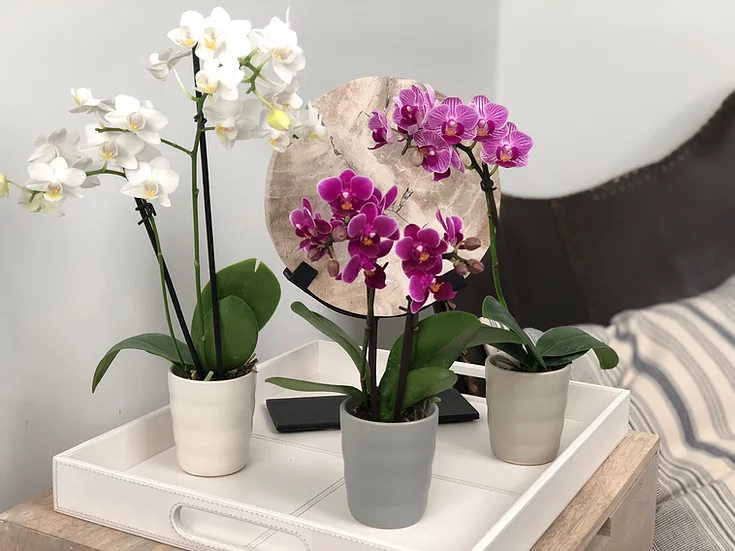 About Us | Color Orchids