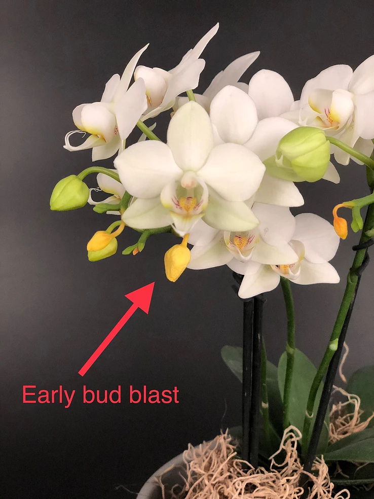 Bud Blast Care - What Causes Bud Blast In Flowers