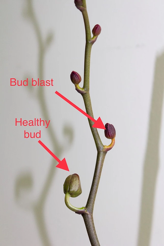 Bud Blast Care - What Causes Bud Blast In Flowers